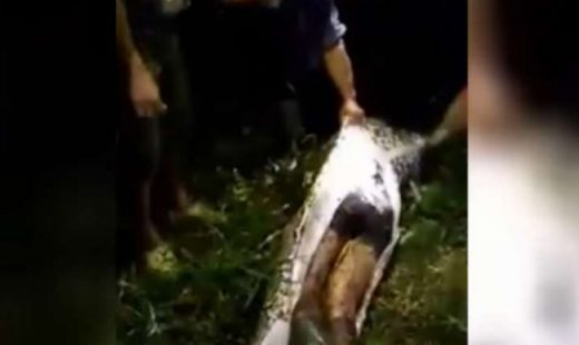 Video: Jasad petani ditemukan utuh di dalam perut ular piton