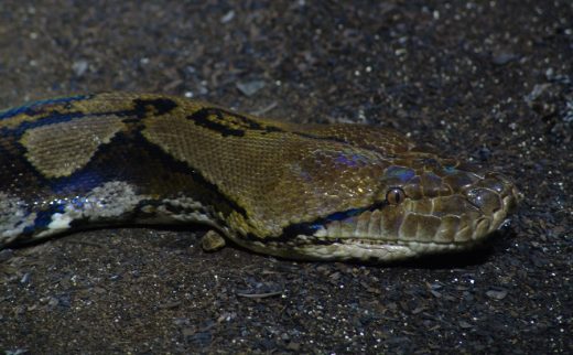 Perang antara manusia dan ular ancam punahnya piton di Sulawesi Barat