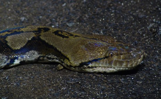 Perang antara manusia dan ular ancam punahnya piton di Sulawesi Barat
