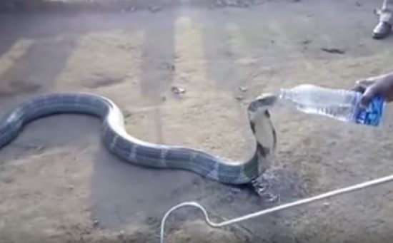 Video: Ular kobra liar kehausan minta minum ke manusia