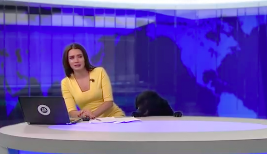 Seekor anjing menjadi tamu gak diundang dalam berita siaran langsung di Rusia