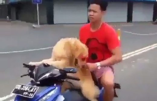 Seekor anjing naik motor ngeboncengin majikannya