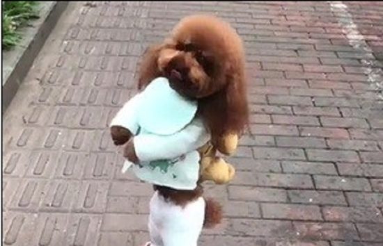 Anjing berjalan dengan dua kaki dalam video-video lucu ternyata dilatih dengan cara disiksa