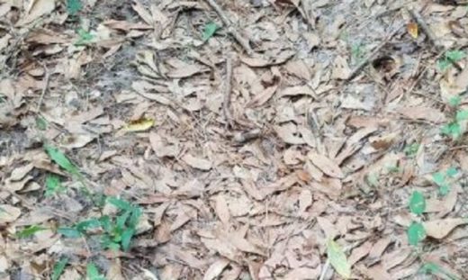 Bisakah kamu menemukan ular beracun di gambar ini?