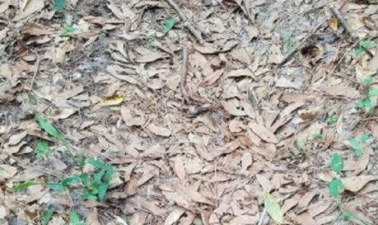 Bisakah kamu menemukan ular beracun di gambar ini?