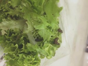 Ew! Netizen menemukan kotoran tikus pada sayuran di supermarket