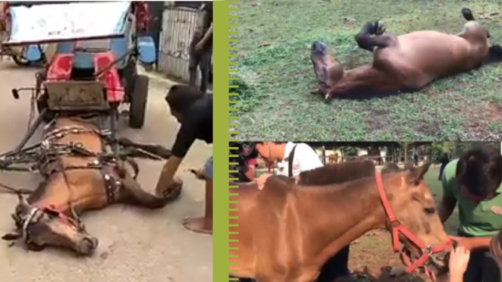 Tingkahnya bikin pengen nangis, kuda delman yang disiksa kusir kini hidup bahagia di rumah barunya