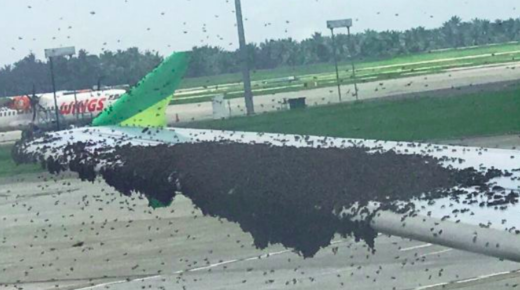 Citilink delay gara-gara sayap pesawat diserbu lebah saat mendarat