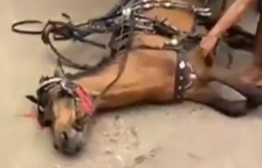 Sadis! Kuda delman di Depok terus dicambuk dan dipaksa bangun oleh kusir meski terkapar kelelahan