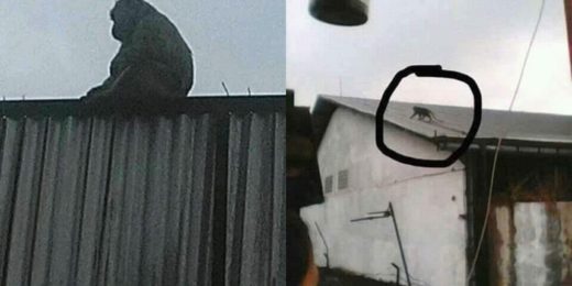 Isu monyet jadi-jadian merebak di Kabupaten Bandung, ada yang tawarkan puluhan juta bagi yang menangkapnya