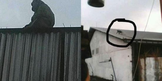 Isu monyet jadi-jadian merebak di Kabupaten Bandung, ada yang tawarkan puluhan juta bagi yang menangkapnya