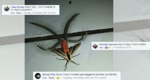 Ngengat “aneh” di Semarang masuk rumah, videonya bikin orang dari seluruh dunia ngeri