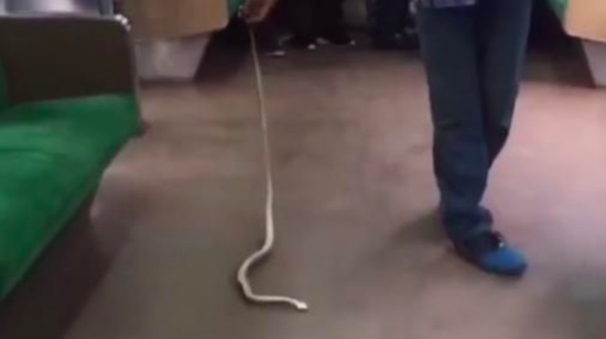 WATCH: Aksi heroik penumpang menghantam ular tak bertuan dengan tangan kosong di KRL