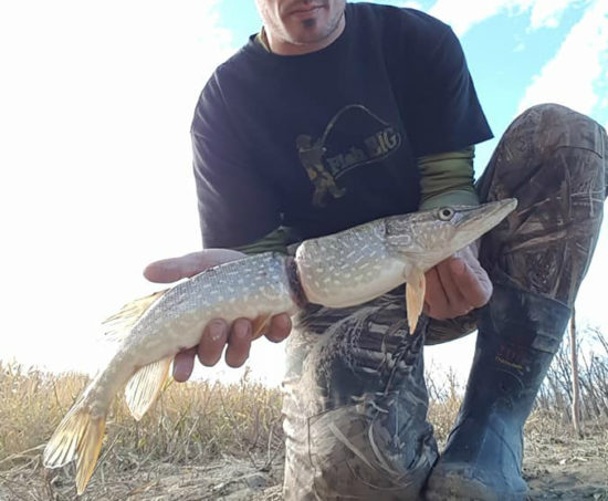 Ikan ini bentuknya mengenaskan karena terlilit sampah plastik botol minuman di sungai