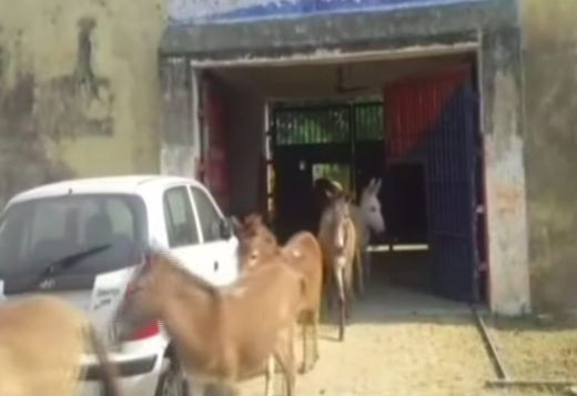 Makan tanaman mahal sembarangan, 8 ekor keledai dipenjara 4 hari di India