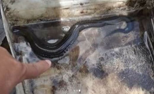 Gerombolan makhluk “aneh” mirip belut muncul di sungai Boga Kalimantan Barat