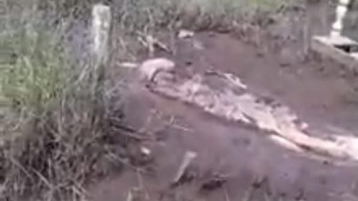 Ada video viral mayat timbul dari tanah kuburan di Pontianak, benarkah mistis?