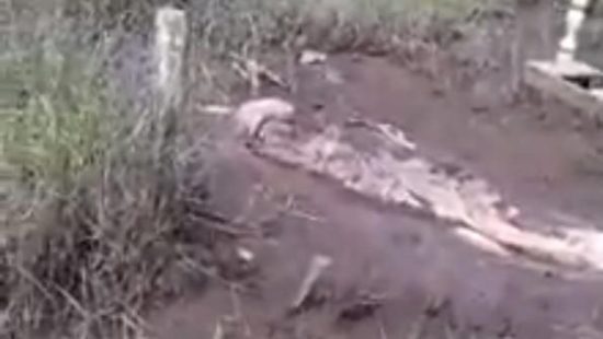 Ada video viral mayat timbul dari tanah kuburan di Pontianak, benarkah mistis?