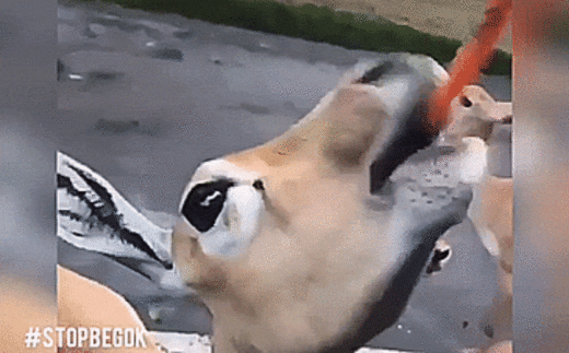 Kekerasan terhadap hewan: Video anak muda kasih minum anggur merah ke rusa dan kuda nil di Taman Safari viral