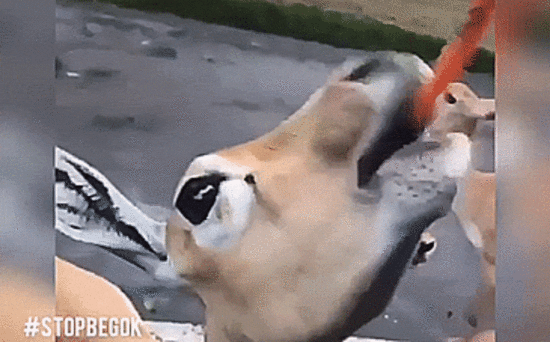 Kekerasan terhadap hewan: Video anak muda kasih minum anggur merah ke rusa dan kuda nil di Taman Safari viral