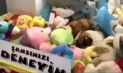 Lucu banget: Ada kucing cuek tidur di dalam mesin capit boneka (Video)