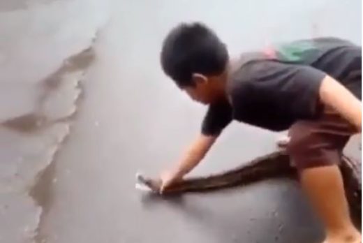 Video anak kecil vs ular phyton viral di medsos, peliharaan atau liar ya?