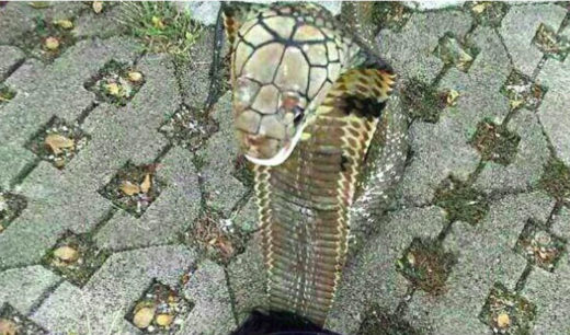 Anak 14 tahun digigit ular kobra peliharaan, upload WA stories sebelum tewas