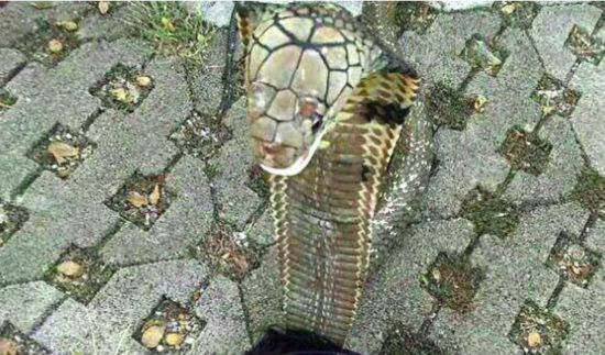 Anak 14 tahun digigit ular kobra peliharaan, upload WA stories sebelum tewas