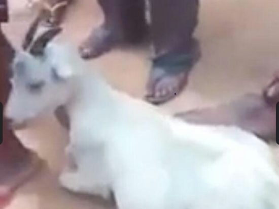 Pria bernama Rambo perkosa kambing hamil, diarak keliling kampung