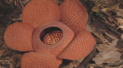 Rafflesia Arnoldii ulangtahun ke-25, udah tau bedanya sama bunga bangkai?