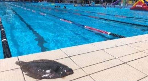 Ikan 2 kilogram jatuh dari langit dan hantam muka pria yang lagi nyantai di spa