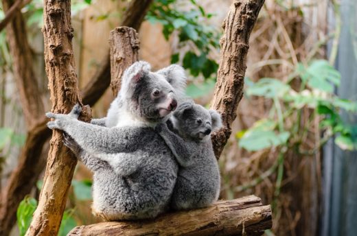 Kejam! Ada yang memaku koala ke kusen hingga mati di Australia