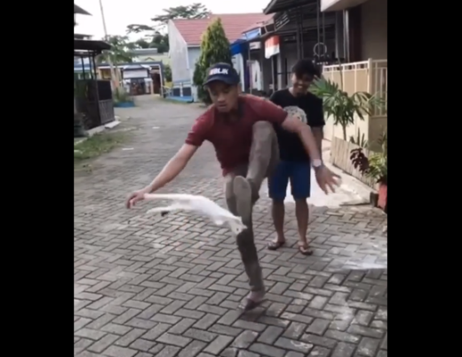 Video kucing ditendang kayak bola di Makassar viral, pelaku akhirnya minta maaf setelah dikecam netizen
