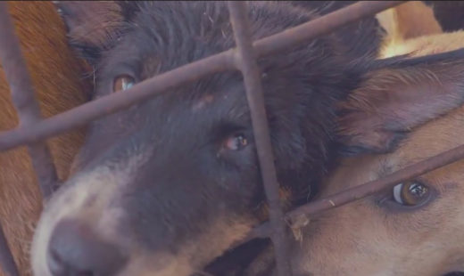 Video mengerikan: Anjing dijagal dengan brutal, dipukuli lalu dibakar di Pasar Ekstrim Sulawesi Utara