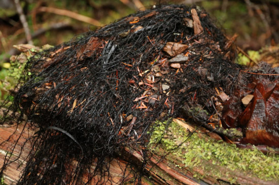 Ada pohon berambut di kuburan Depok, konon kalau dicabut bakal kesurupan padahal gak ada hubunganya sama mistis