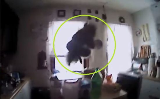 Kocak! Polisi New York yang kaget setengah mati saat diserang tupai (video)