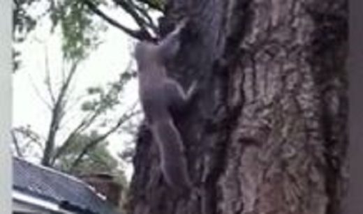 Watch: Pelepasan tupai ke alam bebas, diterkam kucing