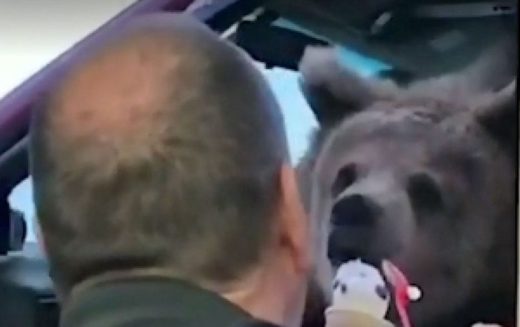 Ajak beruangnya keluar beli es krim, bonbin didenda