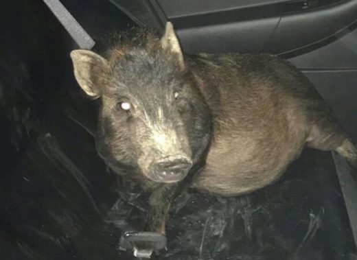 Dikuntit babi saat pulang dari stasiun, telepon 911 dikira mabuk