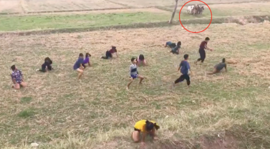 Gerombolan sapi bubarkan acara twerking remaja di Thailand