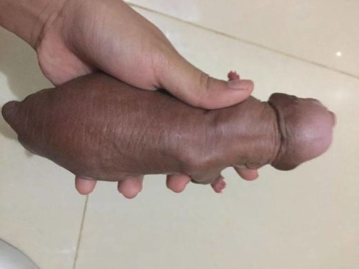 Baru lahir dikira foto jorok, kasihan anak anjing botak tak berdosa ini