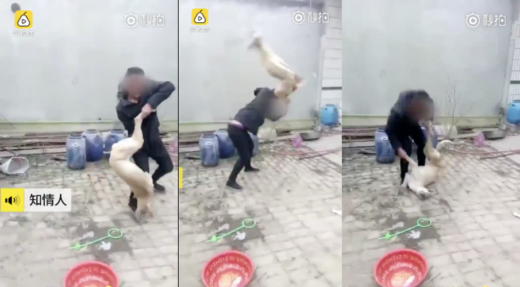 Biadab! Pemilik banting anjingnya hingga mati karena kalah taruhan