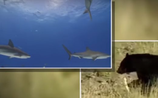 Video: Kisah remaja langganan digigit hewan buas