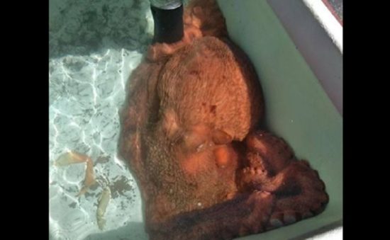 Nyaris dihidangkan, Fred si gurita 31 kg kini populer