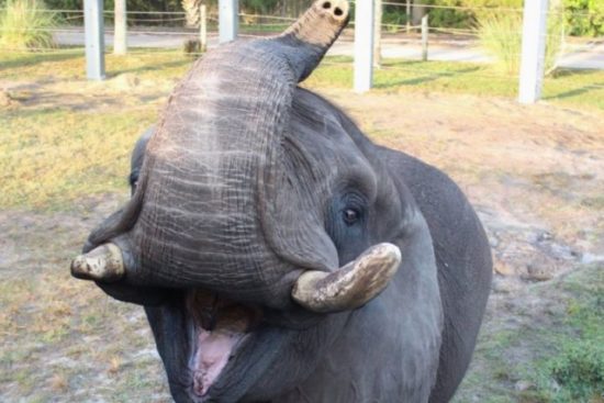 Gajah milik Michael Jackson nyaris kabur dari kebun binatang