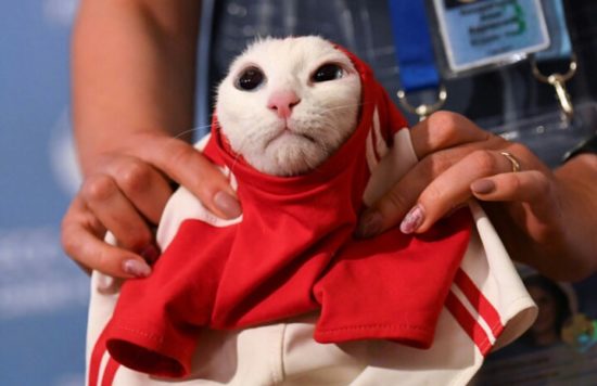 Seekor kucing ternyata ramal kekalahan Arab Saudi vs Rusia di Piala Dunia