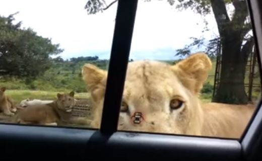 Video: Singa bisa buka pintu mobil saat sekeluarga bersafari