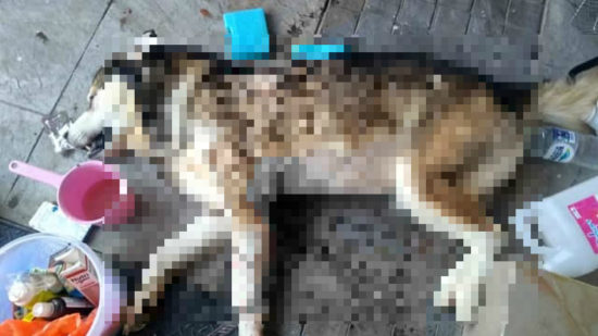 Viral anjing diduga mati ditusuk pacar pemiliknya karena “guna-guna”