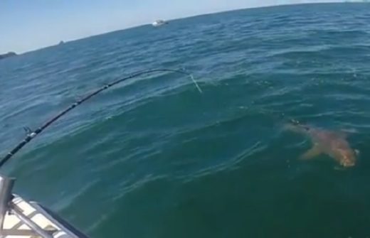 Video: Mancing di laut, ikan tangkapan habis dimakan hiu