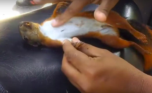 Video: Tupai kesetrum “hidup kembali” setelah diberi CPR oleh warga sekitar